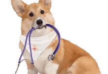 Photo of Удобство вызова ветеринара на дом в Москве