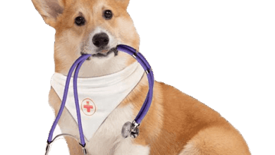 Photo of Удобство вызова ветеринара на дом в Москве